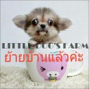 LITTLE DOG'S FARM : ย้ายบ้านแล้วค่ะ สาวน้อยชิวาวาขนยาว ไซด์ทีคัพ สีน้ำตาล  อัพเด...