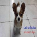 ^_^  ชิวาวาขนยาวหาบ้านค่ะ  ^_^