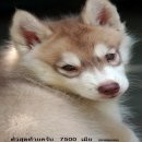 ขาย หมา ไซบีเรียน กทม มารับเอง 7500ครับ  ขาย หมาไซบีเรียน สวยๆกทม มบเอง 7500ครับ...