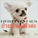 LITTLE DOG'S FARM : ย้ายบ้านแล้วค่ะ สาวน้อยชิวาวา ขนยาว สีครีม หน้าสั้นสวย ตาโตๆ...