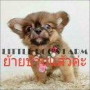 LITTLE DOG'S FARM : ย้ายบ้านแล้วค่ะ สาวน้อยชิวาวา ขนยาวสีน้ำตาล ขนแน่น น่าตาน่าร...