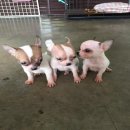 ชิวาวาขนสองชั้นเพศผู้