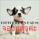 LITTLE DOG'S FARM : จองแล้วค่ะ ชิวาวาขนสั้น ตัวเล็กๆ สีแฟนซีขาว-ดำ มาร์คกิ้งสวย...