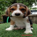 น้องหมาบีเกิ้ล  สามสี น่ารักสุด ๆ ราคาไม่แพง พร้อมจัดส่งฟรี