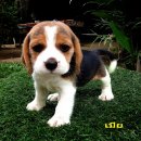 น้องหมาบีเกิ้ล สามสี ผู้ 1 เมีย 1 น่าตาน่ารัก ราคาไม่แพง พร้อมจัดส่ง