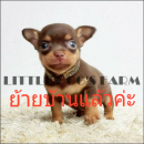 LITTLE DOG'S FARM : ย้ายบ้านแล้วค่ะ สาวน้อยชิวาวาขนสั้น สีชอคโกแลตฯ ตัวเล็กๆ อัพ...