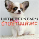 LITTLE DOG'S FARM : ย้ายบ้านแล้วค่ะ สาวน้อยชิวาวา ขนยาวสีแฟนซีขาว-น้ำตาล น่ารักๆ...