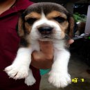 น้องหมาบีเกิ้ล เพศผู้ สามสี 4 ตัว น่าตาน่ารัก สุขภาพดี ราคาไม่แพง