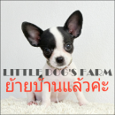 LITTLE DOG'S FARM : ย้ายบ้านแล้วค่ะ สาวน้อยชิวาวา ตัวเล็กๆ ขนสั้นสีแฟนซีขาว-ดำ น...