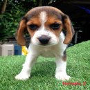 น้องหมาบีเกิ้ล สามสี เพศเมีย น่าตาน่ารัก ราคาไม่แพง