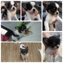 ประกาศหาบ้านใหม่ให้น้องๆคะ🐶 ชิวาว่าขนยาวแท้🐶วันที่23 ธค.นี้ น้อง...