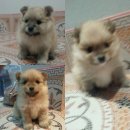 Sale Pomeranian-Pet Male 2, Female1 (Each of 7,500 Baht)