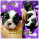 เปิดจองลูกสุนัขชิสุแท้ สายเลือดแชมป์ จาก BaanPakwhan ShihTzu Kennel