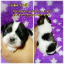 เปิดจองลูกสุนัขชิสุแท้ สายเลือดแชมป์ เพศผู้ จาก BaanPakwhan ShihTzu Kennel