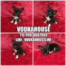 หนุ่มน้อย ชิวาวา ขนยาว ไซด์เล็กๆๆมาก