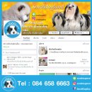 SMALLDOGจำหน่ายปอมเมอเรเนียนพันธุ์แท้ราคากันเองมีบริการจัดส่ง