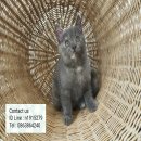 Scottish Fold SCFC หน้าสวยขนนุ่มมาก