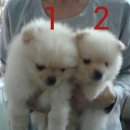 ลูกปอมๆขาวเพศผู้ 2 ตัวราคาเบาๆคร้า