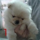 ลูกปอมๆขาวเพศผู้พร้อมย้ายบ้านคร้า