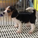 ขายลูกสุนัข บีเกิ้ล (Beagle)
