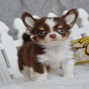 5 หนุ่มหล่อ จาก wowwchihuahua