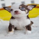 ★^-^*★ WWW.WOWWCHIHUAHUA.COM★^-^*★." "น้องโนบิ"ชิวาวาเพศผู้ขนสั้น...