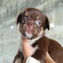 ขนยาว เพศเมีย สวย ขายครับ...