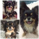 แม่พันธ์ุสาว 4 สาว ไม่เคยผสม 3 ตัว + มีลูก 1 คอก 1 ตัวค่ะ  ... 7500 บาทค่ะ