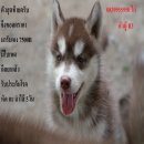 ขาย ไซบีเรียน ฮัสกี้,  กทม  มารับเองลดได้ครับ มีใบเพตดีกีรับลองกห