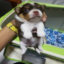 ชิวาวาขนยาว