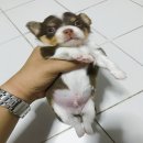 ชิวาวาขนยาว