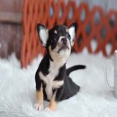 ★ WWW.WOWWCHIHUAHUA.COM★"น้องยาคูลท์" ชิวาวา เพศเมีย ขนสั้น สีแบลคแทน...
