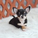 ★ WWW.WOWWCHIHUAHUA.COM★"น้องยาคูลท์" ชิวาวา เพศเมีย ขนสั้น สีแบลคแทน...