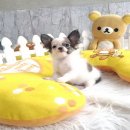 ★^-^*★ WWW.WOWWCHIHUAHUA.COM★ ^-^*★."น้องมะนาว" ชิวาวาเพศเมีย ขนยาว สี...
