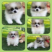 จำหน่ายลูกสุนัขปอมเพศผู้สีปาร์ตี้ราคา7500บาทพร้อมมีบริการส่งสนใจติดต่อได้ที่0625...