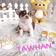 ชิวาวาขนสั้น(ขน2ชั้น)สีชอคแทนเพศเมีย น่ารักมาก ไซด์เล็ก