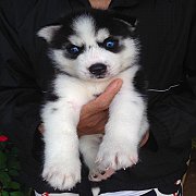 ไซบีเรียนเพศเมีย