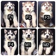 ไซบีเรียน