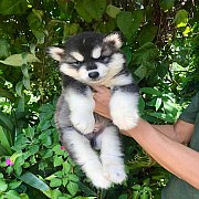 ไซบีเรียนนเพศผู้