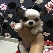 ขายชิวาวา ขนยาว เพศเมีย สีแบล็คแทนคอขาว ไซร์เล็ก หน้าสั้น อายุ 2 เดือน สวยใส น่า...