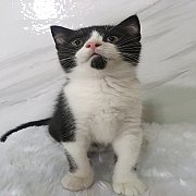 (พร้อมย้ายบ้านค่ะ) สก็อตทิชโฟล์ดแท้