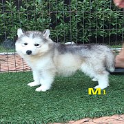 ไซบีเรียน เพศผู้ น่ารัก แข็งแรง ราคาไม่แพง พร้อมจัดส่งฟรี