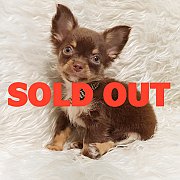 LITTLE DOG'S FARM : ย้ายบ้านแล้ว ชิวาวาขนยาวสีชอคโกแลตแอนด์แทน ตัวเล็กๆ น่ารักๆจ...