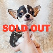 LITTLE DOG'S FARM : จองแล้วค่ะ ชิวาวาขนสั้น สีแฟนซีขาว-ดำ มาร์คกิ้งเป๊ะ เลี้ยงง่...