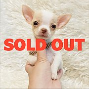 LITTLE DOG'S FARM : ย้ายบ้านแล้วค่ะ ชิวาวาขนสั้น สีขาว-น้ำตาล หน้าสวยๆ น่ารักๆจ้...