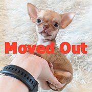 LITTLE DOG'S FARM : ย้ายบ้านแล้วค่ะ ชิวาวาขนสั้น ไซด์ทีคัพ สีน้ำตาล หน้าสวยๆ น่า...