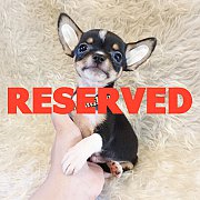 LITTLE DOG'S FARM : จองแล้วค่ะ ชิวาวาขนสั้น สีแบล็คแอนด์แทน มีคิ้วมีแก้ม น่ารักๆ...