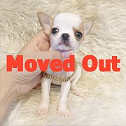 LITTLE DOG'S FARM : ย้ายบ้านแล้วคะ สาวน้อยชิวาวาขนสั้น ตัวเล็กๆ สีแฟนซีขาวน้ำตาล...