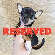 LITTLE DOG'S FARM : จองแล้วคะ สาวน้อยชิวาวาขนสั้น สีแบล็คแอนด์แทน น่ารักๆจ้า