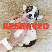 LITTLE DOG'S FARM : จองแล้วคะ สาวน้อยชิวาวาขนสั้น สีแฟนซีขาว-ดำ มีคิ้วมีแก้ม น่า...